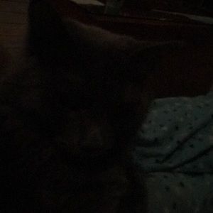 Meet your Posher, Brenda